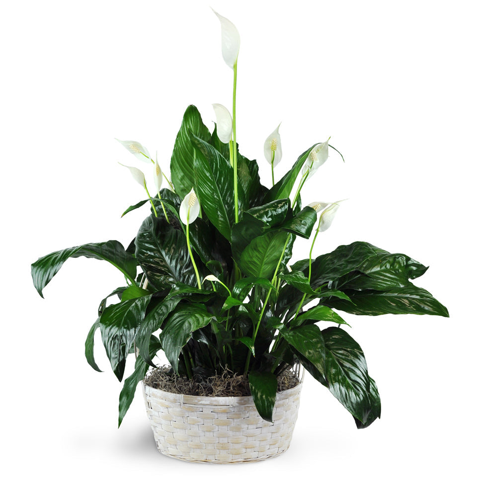 Peace Lily Plant