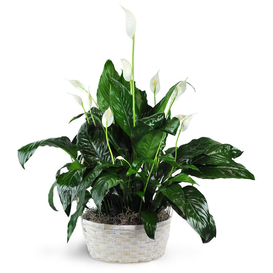 Peace Lily Plant