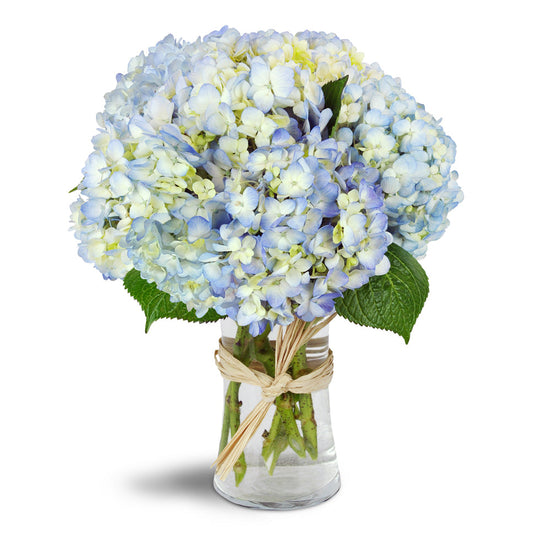 Cloud Nine Hydrangea Arrangement